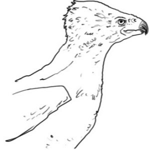 Hippogriff Sketch In Black And White For Back Of Estate Edition Paintings Of Hagrid'S Hut.