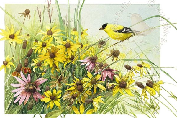 Meadow Paradise By Marjolein Bastin